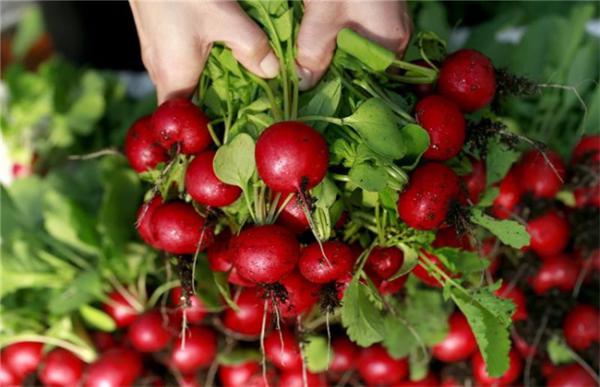 樱桃萝卜的种植方法