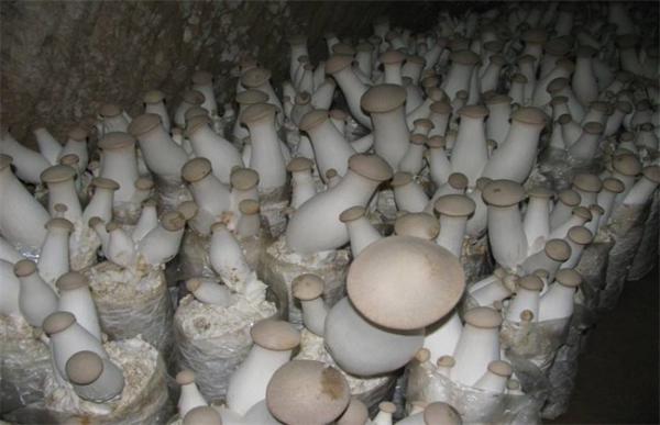 杏鲍菇栽培中的常见问题