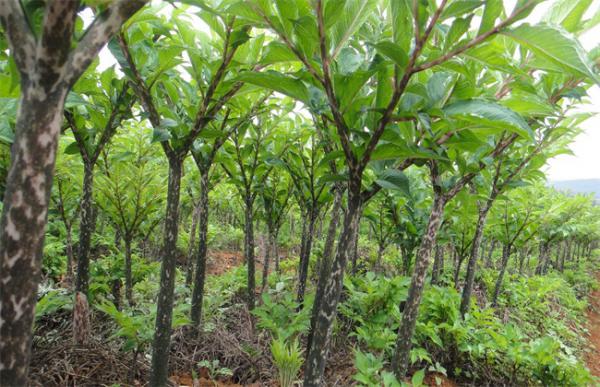 魔芋的田间管理技术