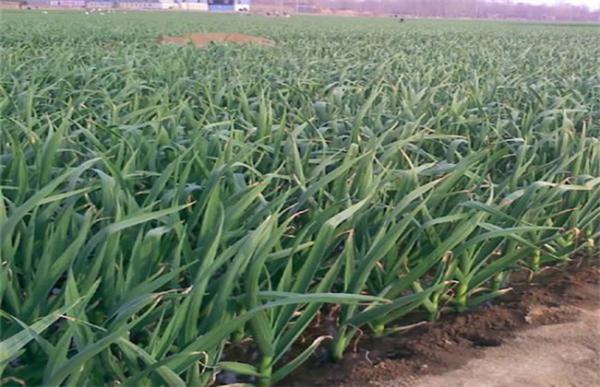 大蒜的冬季田间管理