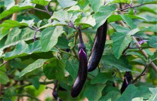 茄子的施肥方法