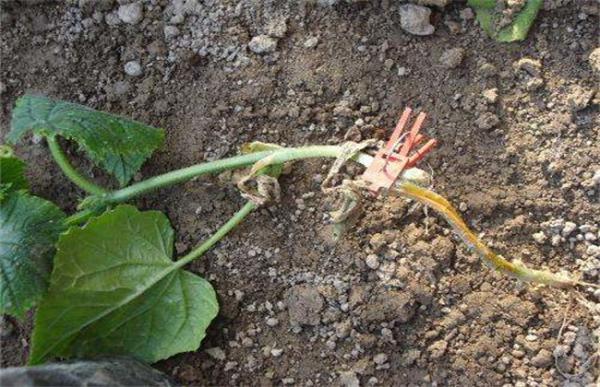 黄瓜的嫁接技术