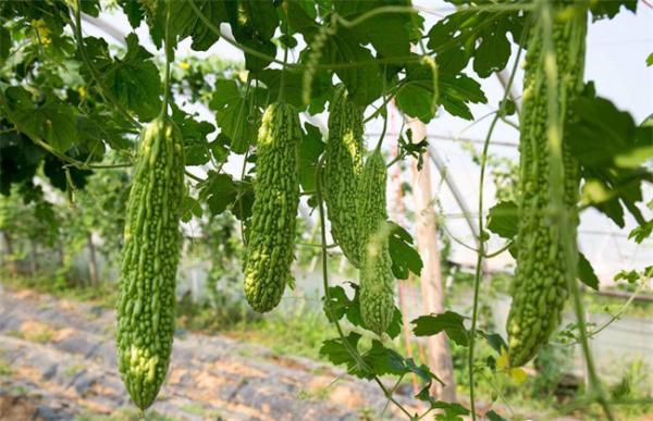 苦瓜的育苗方法