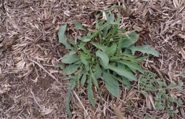 苦麻菜的种植方法