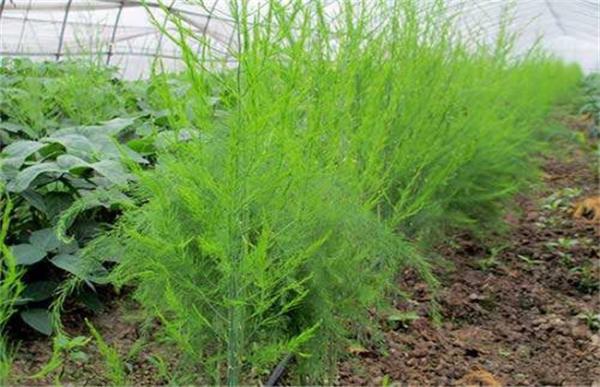 芦笋的施肥技术