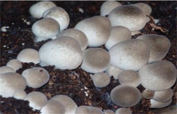 草菇的繁殖方法