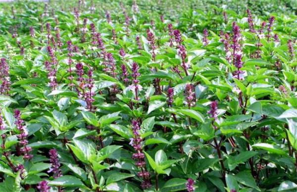 九层塔的种植方法