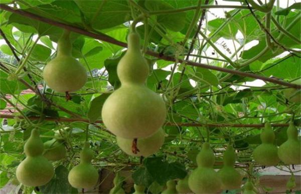 葫芦的种植方法