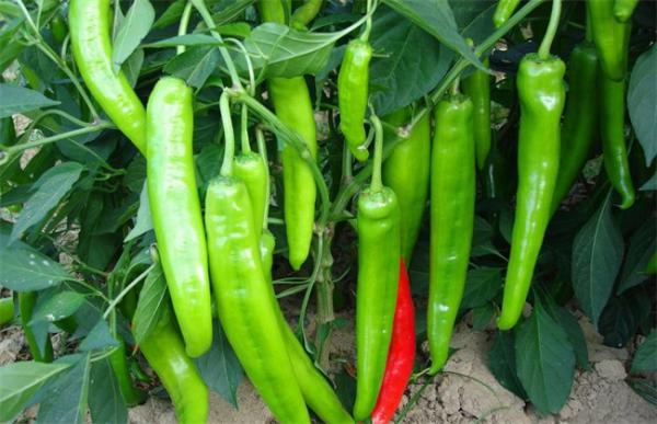 辣椒旺长怎么办