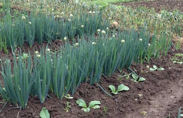大葱种植方法