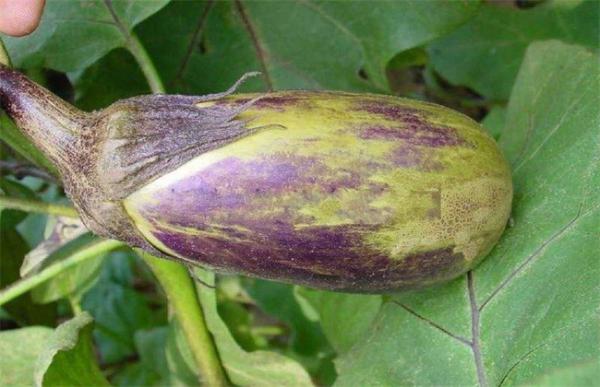 如何防治茄子转色不均