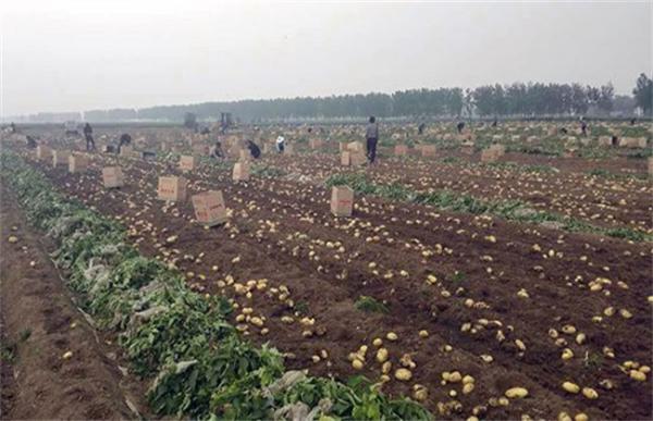 土豆叶片发黄是怎么回事