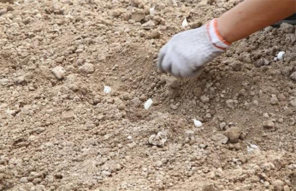 大蒜的种植时间和方法