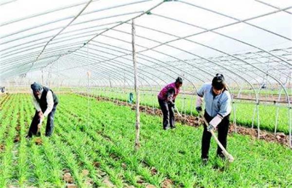 韭菜高产施肥技术