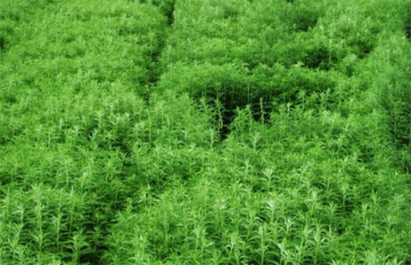 芦蒿的种植方法