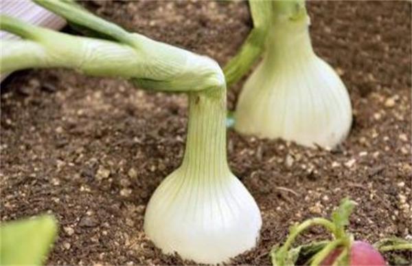 洋葱主要有什么病害
