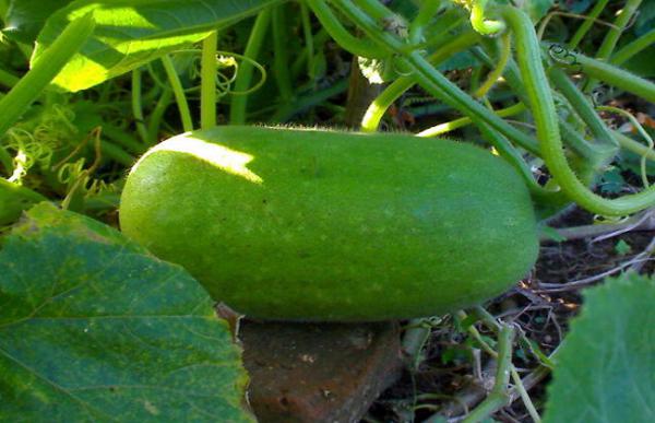 冬瓜的种植时间与方法