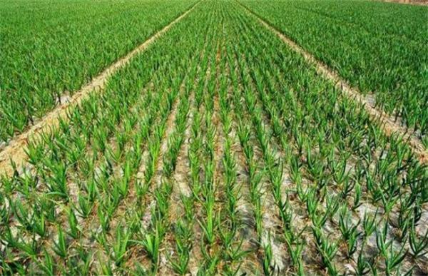 蒜苗的种植方法和时间