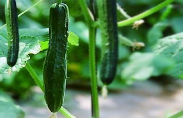 黄瓜的无土栽培技术