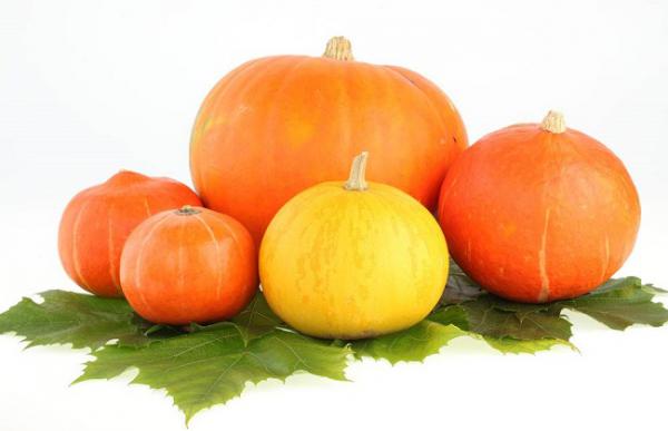 南瓜高产的种植方法