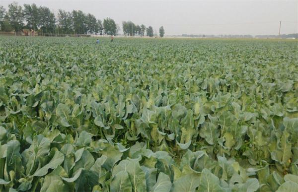 花椰菜的种植时间和种植方法