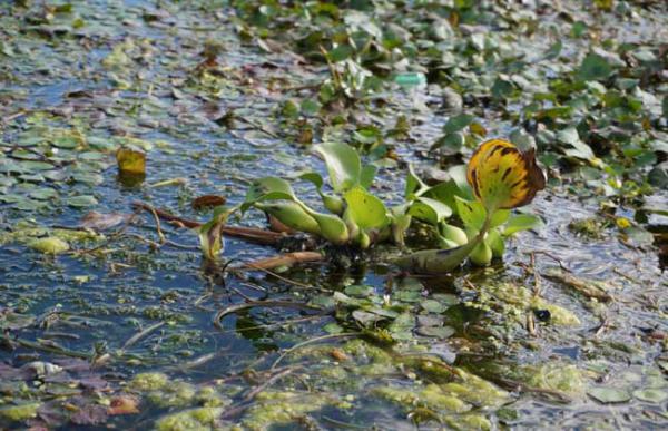 菱角种子价格及种植方法
