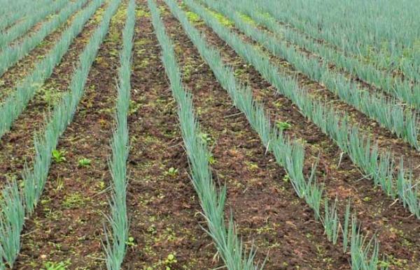 大葱种子价格及种植方法