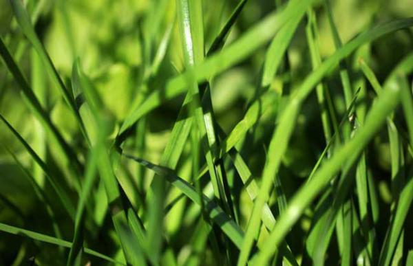 韭菜种子几天发芽?