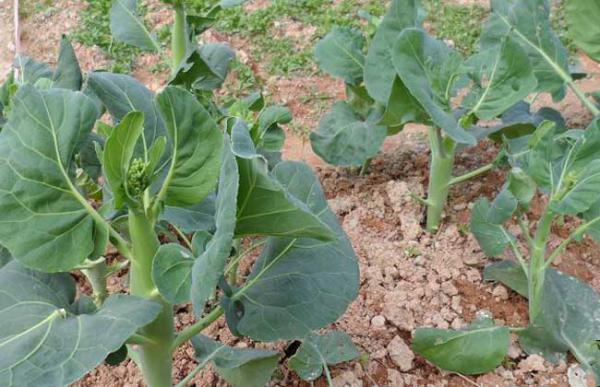 芥蓝的种植技术