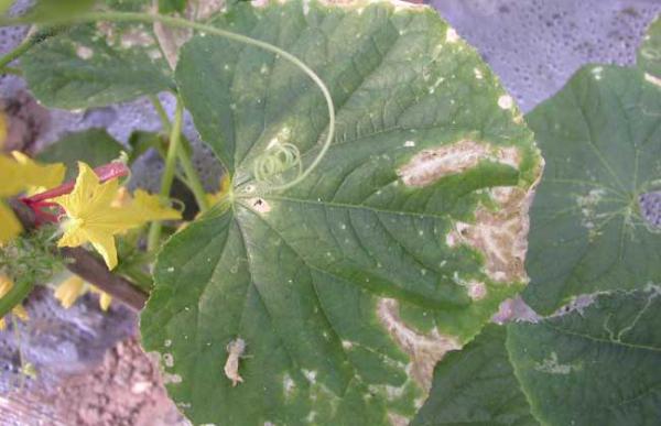 黄瓜叶枯病的防治方法