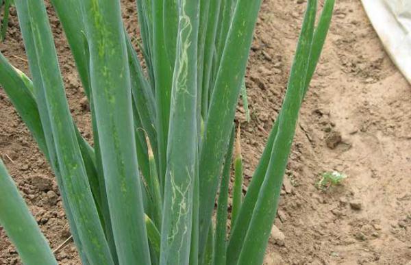 大葱蓟马怎么防治?