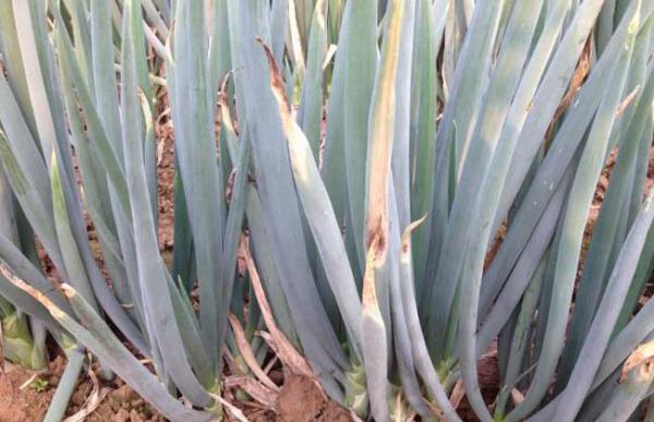 大葱白色疫病怎么防治?