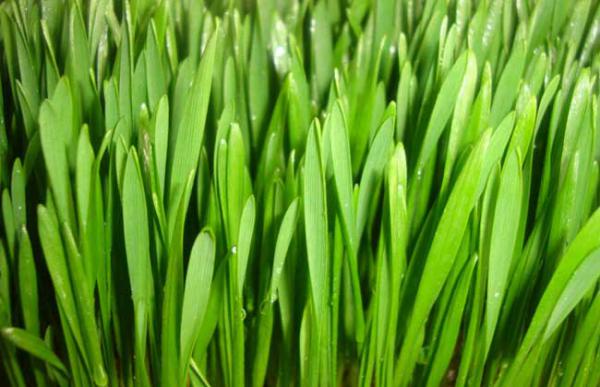 小麦草无土栽培技术