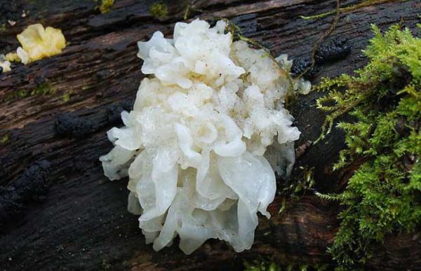 白木耳是银耳吗？