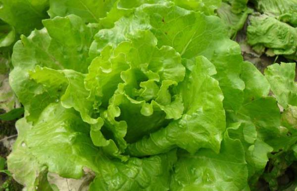 生菜的种植时间