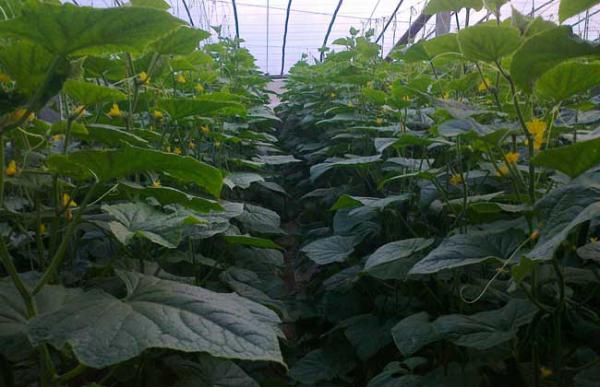 大棚蔬菜的种植前景