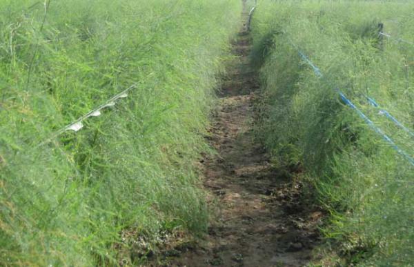 芦笋种子处理方法