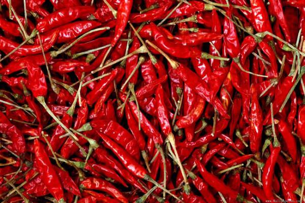 辣椒的产地是哪些地方?