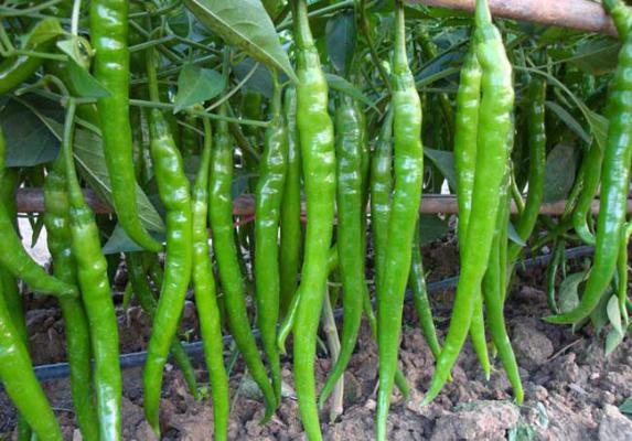 辣椒种子怎么种？