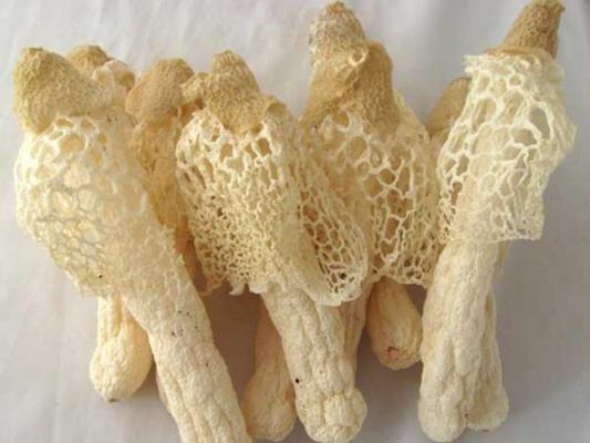 竹荪的产地主要有哪些？