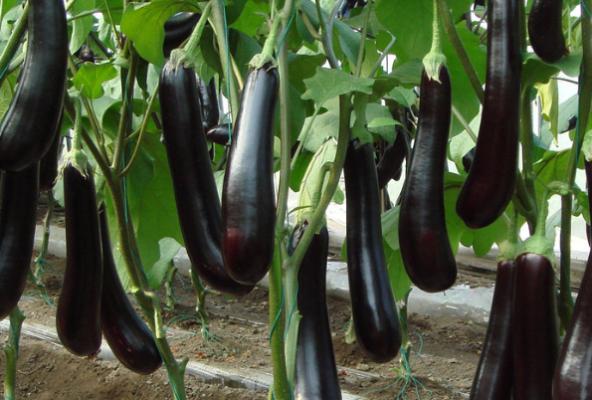 茄子的种植技术