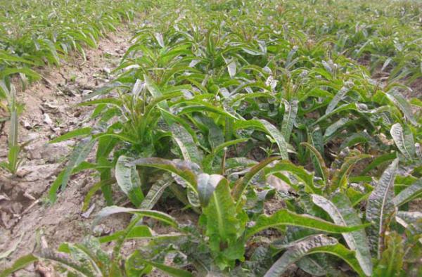 莴笋的种植技术