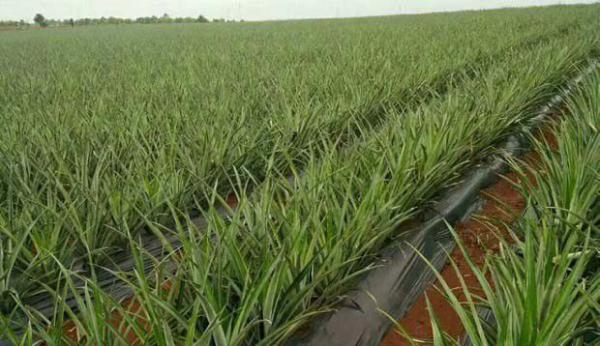 菠萝根系生长特点