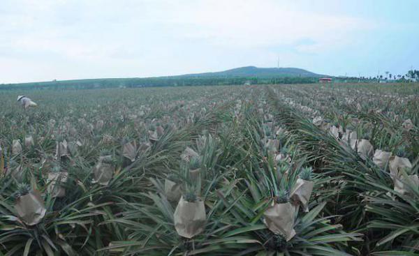 菠萝地下根有何特征特性？