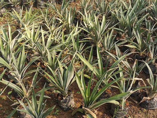 菠萝根系多深？菠萝的根系能长多深？