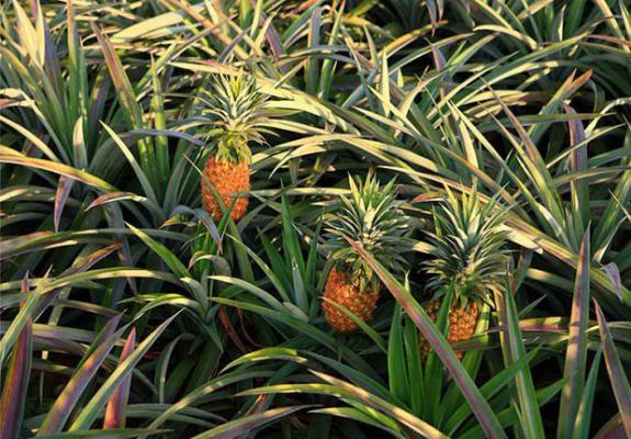 皇后类菠萝品种介绍