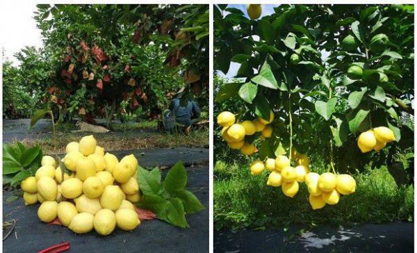 云柠1号柠檬品种好不好？