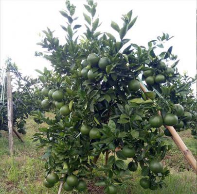 鸡尾葡萄柚品种好不好？