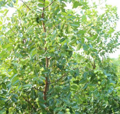 枣树需肥规律（枣树需肥特点）