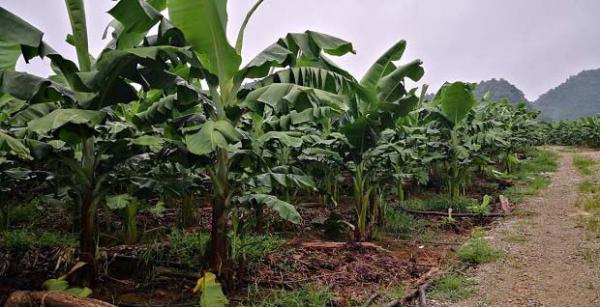 香蕉需肥规律（香蕉需肥规律）